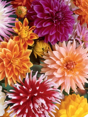 Dahlien-Prachtmischung, Dahlia (Art.Nr. 522410) 1 Dahlien-Prachtmischung, Dahlia (Art.Nr. 522410)