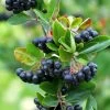 Aronia Melanocarpa 'Viking', Apfelbeere