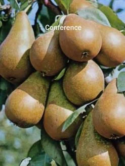 Familien-Birnbaum - Williams+Conference+Gute Luise+Nojabrskaja 7 Familien-Birnbaum - Williams+Conference+Gute Luise+Nojabrskaja -Gartengrün -Pflanze Birne conference 1280x1280