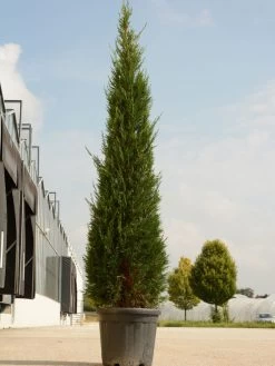 Cupressocyparis Leyl. Pyramidalis 'Eisspitze'®, Toscana-Zypresse