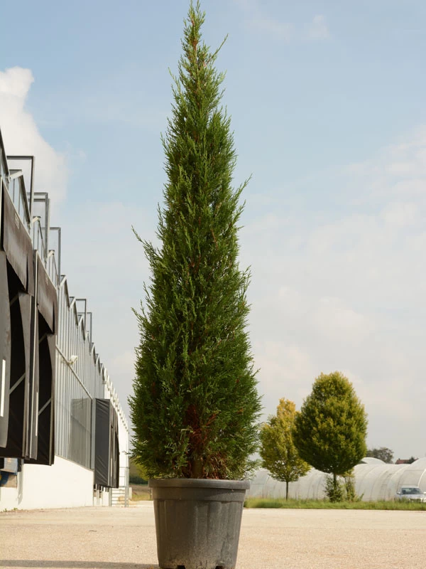 Cupressocyparis Leyl. Pyramidalis 'Eisspitze'®, Toscana-Zypresse 1 Cupressocyparis Leyl. Pyramidalis 'Eisspitze'®, Toscana-Zypresse