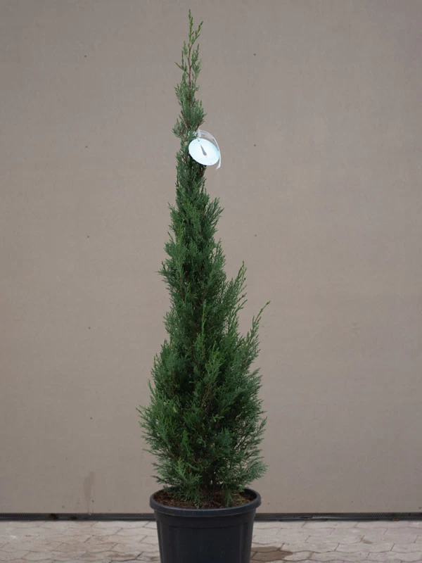 Cupressocyparis Leyl. Pyramidalis 'Eisspitze'®, Toscana-Zypresse 3 Cupressocyparis Leyl. Pyramidalis 'Eisspitze'®, Toscana-Zypresse – Bild 3