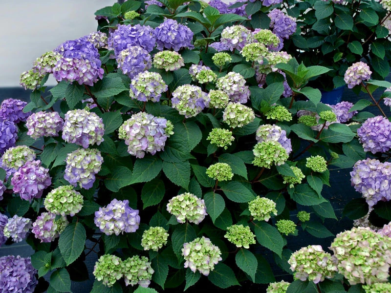 Hydrangea Macrophylla 'Endless Summer BloomStar'® 1 Hydrangea Macrophylla 'Endless Summer BloomStar'®