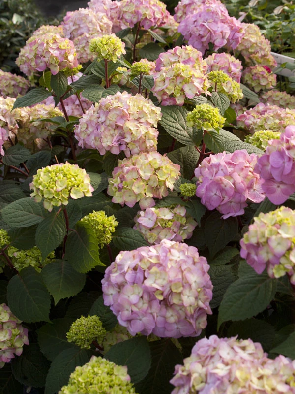 Hydrangea Macrophylla 'Endless Summer BloomStar'® 2 Hydrangea Macrophylla 'Endless Summer BloomStar'® – Bild 2