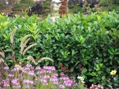 Prunus Laurocerasus 'Rotundifolia', Kirschlorbeer 7 Prunus Laurocerasus 'Rotundifolia', Kirschlorbeer -Gartengrün -Pflanze Kirschlorbeer rotundifolia 1280x1280