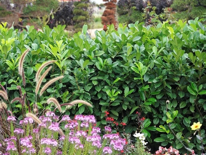 Prunus Laurocerasus 'Rotundifolia', Kirschlorbeer 3 Prunus Laurocerasus 'Rotundifolia', Kirschlorbeer – Bild 3