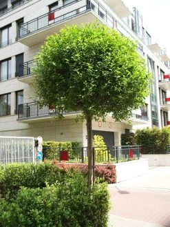 Prunus Fruticosa 'Globosa', Kugel-Kirsche - Hochstamm