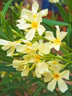Nerium Oleander, Oleander