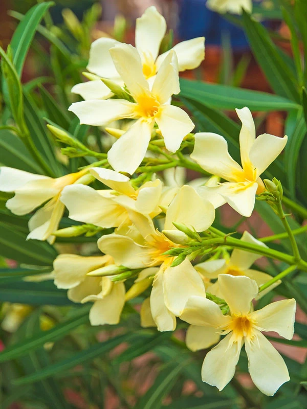 Nerium Oleander, Oleander 1 Nerium Oleander, Oleander