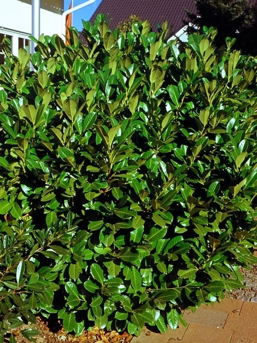 Prunus Laurocerasus 'Rotundifolia', Kirschlorbeer 2 Prunus Laurocerasus 'Rotundifolia', Kirschlorbeer – Bild 2