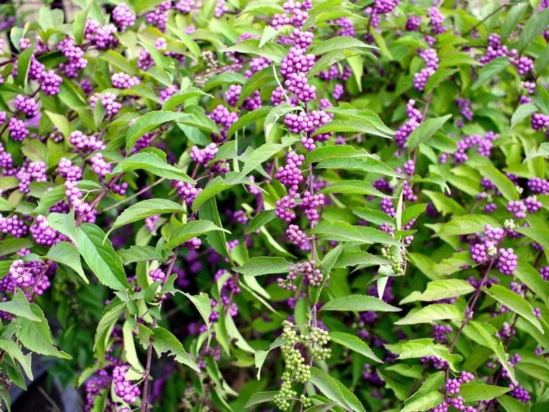 Callicarpa Bodinieri 'Profusion', Liebesperlenstrauch 2 Callicarpa Bodinieri 'Profusion', Liebesperlenstrauch – Bild 2