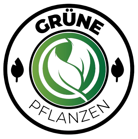 Gartengrün -Pflanze