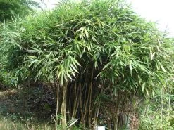 Pseudosasa Japonica, Pfeil-Bambus 7 Pseudosasa Japonica, Pfeil-Bambus -Gartengrün -Pflanze Strauch Pfeil Bambus 1280x1280