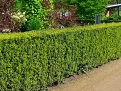 Taxus Media 'Hicksii', Becher-Eibe