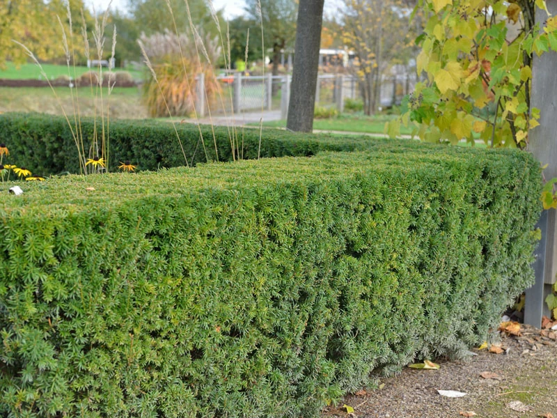 Taxus Media 'Hicksii', Becher-Eibe 2 Taxus Media 'Hicksii', Becher-Eibe – Bild 2