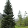 Abies Nordmanniana, Nordmanntanne