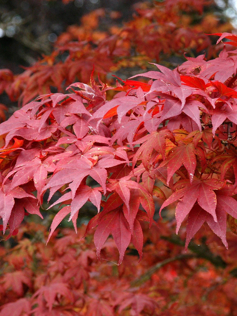 Acer Palmatum 'Atropurpureum', Fächerahorn - Hochstamm 1 Acer Palmatum 'Atropurpureum', Fächerahorn - Hochstamm