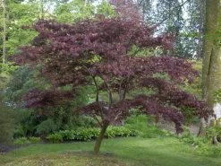 Acer Palmatum 'Atropurpureum', Rotblättriger Fächerahorn 8 Acer Palmatum 'Atropurpureum', Rotblättriger Fächerahorn -Gartengrün -Pflanze acer atropurpureum 3 1280x1280