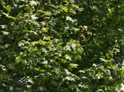 Acer Campestre 'Elsrijk', Kegel-Feldahorn - Hochstamm 5 Acer Campestre 'Elsrijk', Kegel-Feldahorn - Hochstamm -Gartengrün -Pflanze acer campestre elsrijk 1280x1280