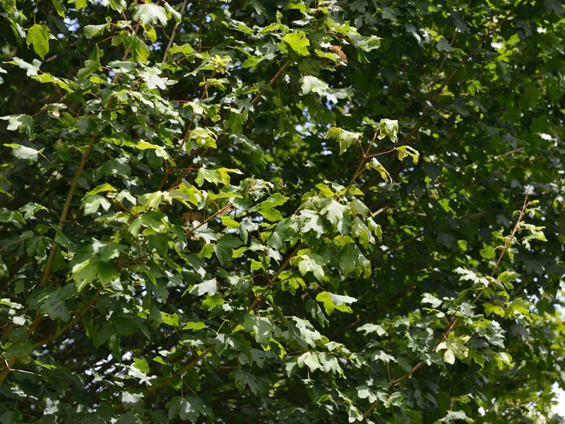 Acer Campestre 'Elsrijk', Kegel-Feldahorn - Hochstamm 3 Acer Campestre 'Elsrijk', Kegel-Feldahorn - Hochstamm – Bild 3