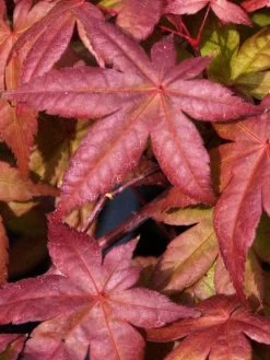 Acer Palmatum 'Deshojo', Rotaustreibender Fächerahorn