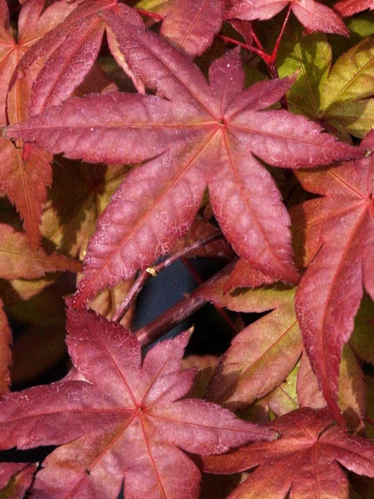 Acer Palmatum 'Deshojo', Rotaustreibender Fächerahorn 1 Acer Palmatum 'Deshojo', Rotaustreibender Fächerahorn