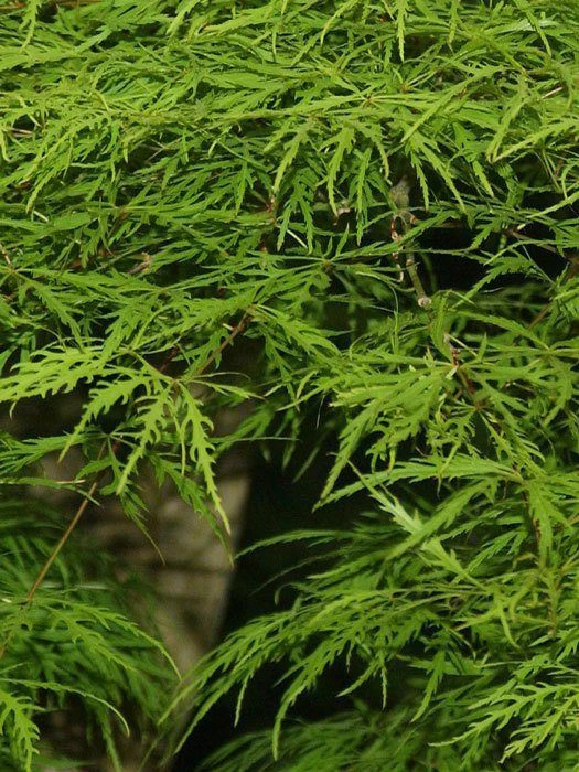 Acer Palmatum 'Dissectum', Grünblättriger Schlitzahorn 2 Acer Palmatum 'Dissectum', Grünblättriger Schlitzahorn – Bild 2