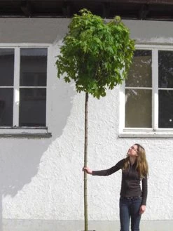 Acer Platanoides Globosum, Kugelahorn - Hochstamm 6 Acer Platanoides Globosum, Kugelahorn - Hochstamm -Gartengrün -Pflanze acer globosum hochstamm 1280x1280