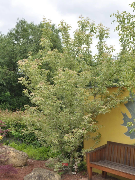 Acer Negundo 'Flamingo', Buntlaubiger Eschenahorn 3 Acer Negundo 'Flamingo', Buntlaubiger Eschenahorn – Bild 3