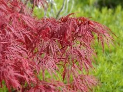 Acer Palmatum 'Dissectum Garnet', Rotblättriger Schlitzahorn 5 Acer Palmatum 'Dissectum Garnet', Rotblättriger Schlitzahorn -Gartengrün -Pflanze acer palmatum garnet 1280x1280
