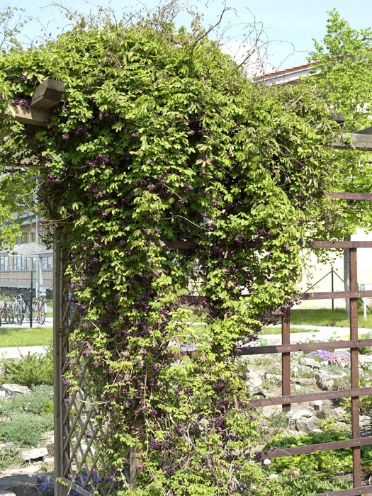 Akebia Quinata, Akebie, Fünfblättrige Klettergurke, Schokoladenwein 2 Akebia Quinata, Akebie, Fünfblättrige Klettergurke, Schokoladenwein – Bild 2