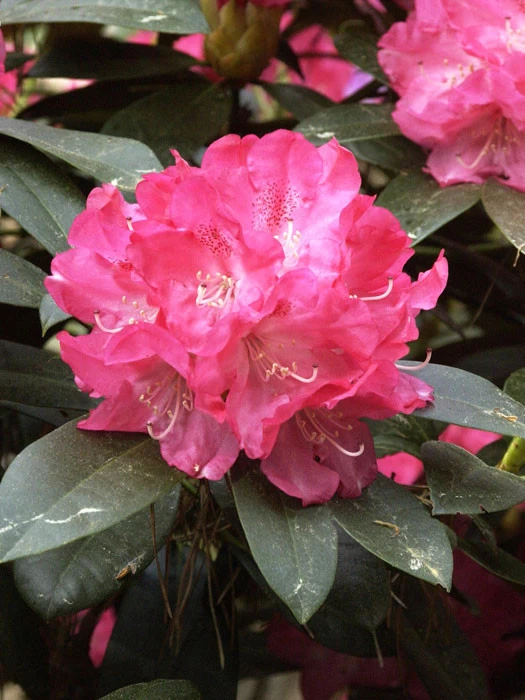 Rhododendron Yakushimanum 'Anuschka' 1 Rhododendron Yakushimanum 'Anuschka'