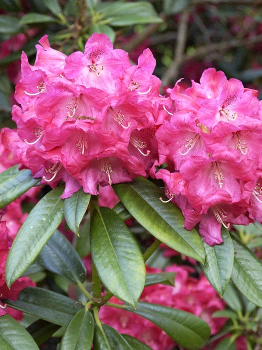 Rhododendron 'Berliner Liebe' 1 Rhododendron 'Berliner Liebe'