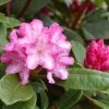 Rhododendron Yakushimanum 'Blurettia'