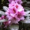 Rhododendron 'Diadem'