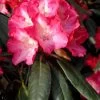 Rhododendron Yakushimanum 'Fantastica'