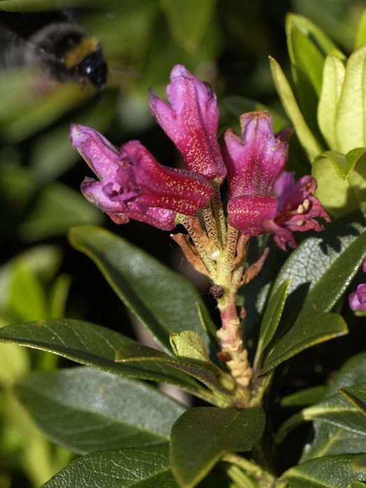Rhododendron Ferrugineum, Heimische Alpenrose 1 Rhododendron Ferrugineum, Heimische Alpenrose