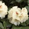 Rhododendron 'Goldbukett'