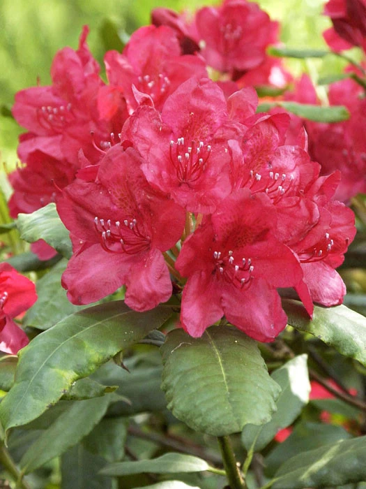 Rhododendron 'Hachmanns Feuerschein' INKARHO®, 1 Rhododendron 'Hachmanns Feuerschein' INKARHO®,