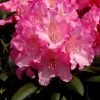 Rhododendron Yakushimanum 'Kalinka'