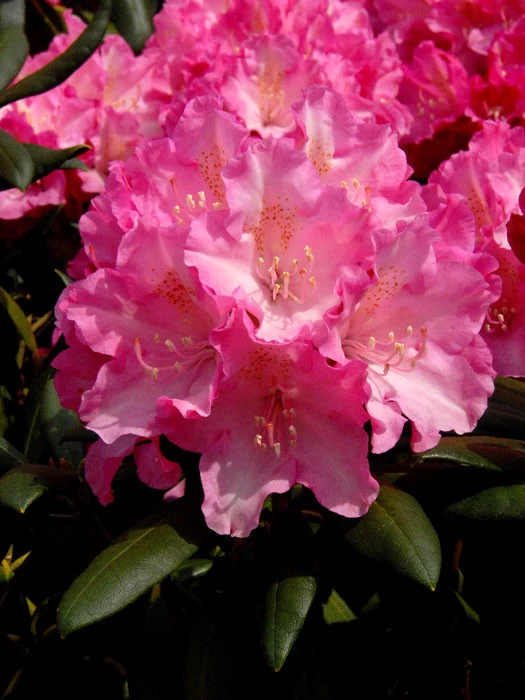 Rhododendron Yakushimanum 'Kalinka' 1 Rhododendron Yakushimanum 'Kalinka'