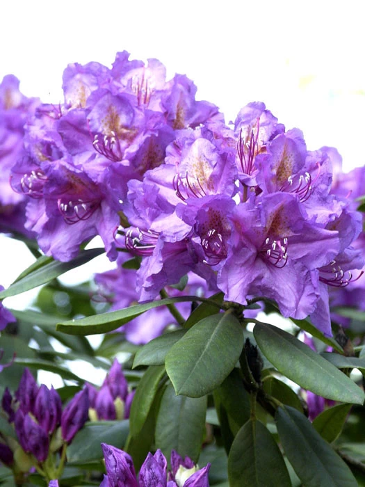 Rhododendron 'Lee's Dark Purple' 1 Rhododendron 'Lee's Dark Purple'