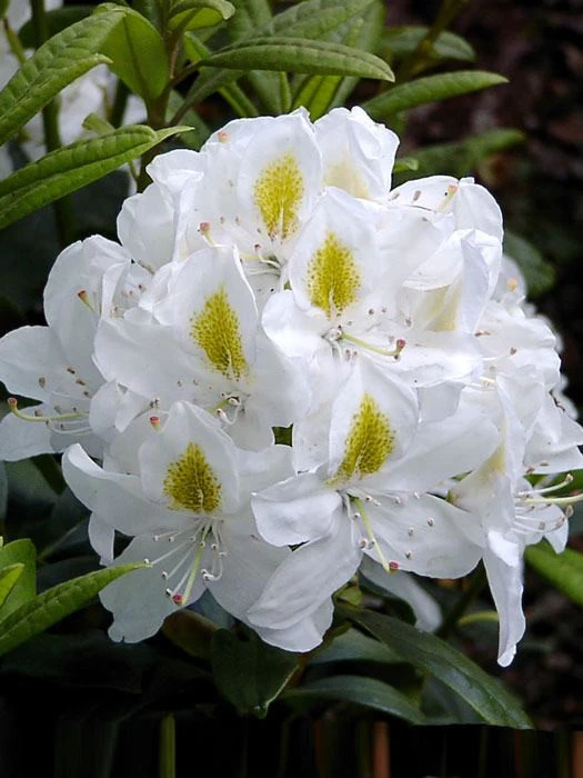 Rhododendron 'Madame Masson' INKARHO® 1 Rhododendron 'Madame Masson' INKARHO®