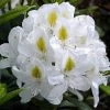 Rhododendron 'Madame Masson'