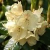 Rhododendron 'Marianne'