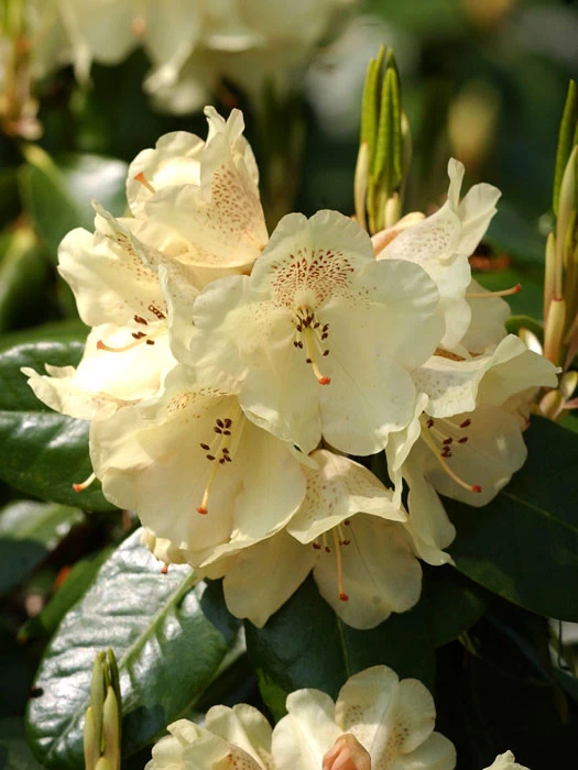Rhododendron 'Marianne' 1 Rhododendron 'Marianne'