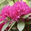 Rhododendron 'Mrs. P. Den Ouden'