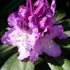 Rhododendron 'Pfauenauge'