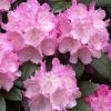 Rhododendron Yak. 'Polaris' INKARHO®