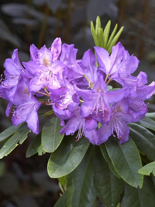 Rhododendron 'Purpureum Grandiflorum' 1 Rhododendron 'Purpureum Grandiflorum'